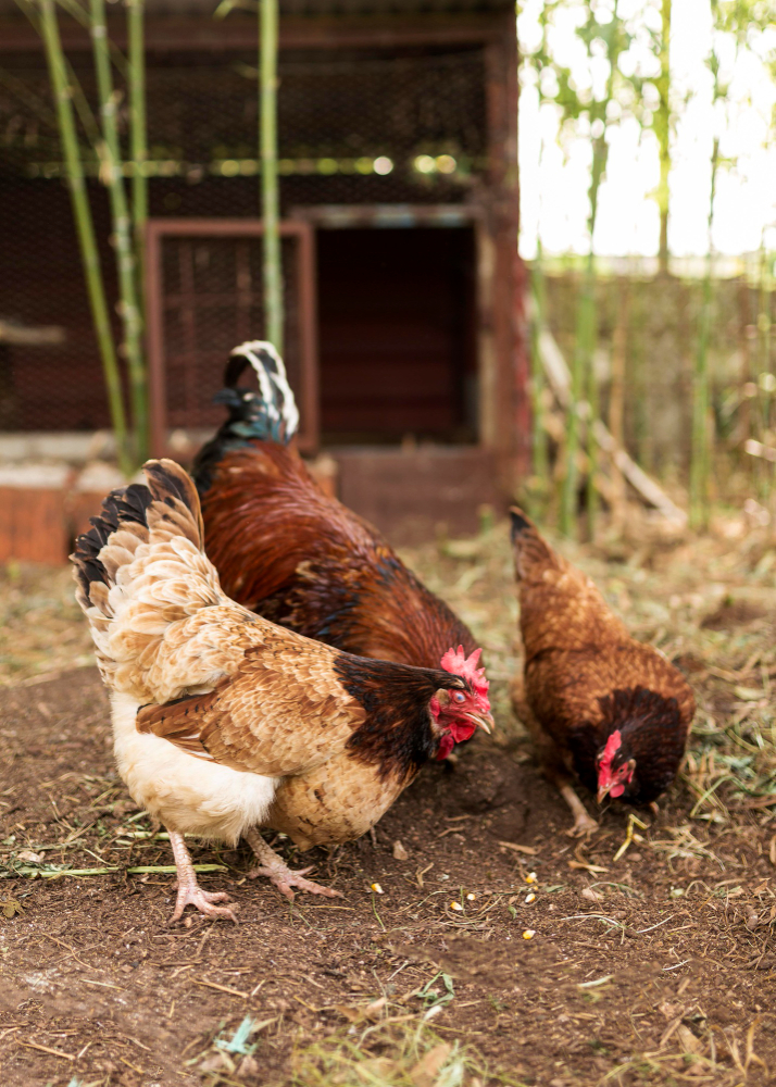 Livestock